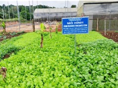 Quảng Trị: Xử lý phụ phẩm chuối và vỏ cà phê thành phân bón hữu cơ 